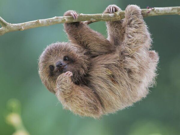 ADVENTURE: Baby Three-Toed Sloth
